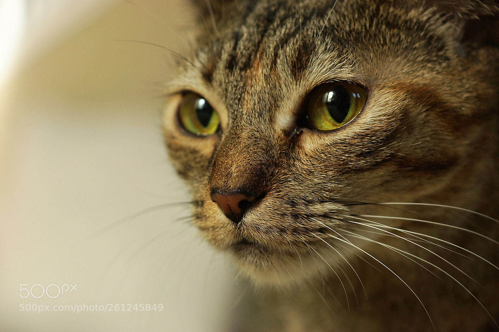 Sony SLT-A77 sample photo. Curious tabby cat close photography