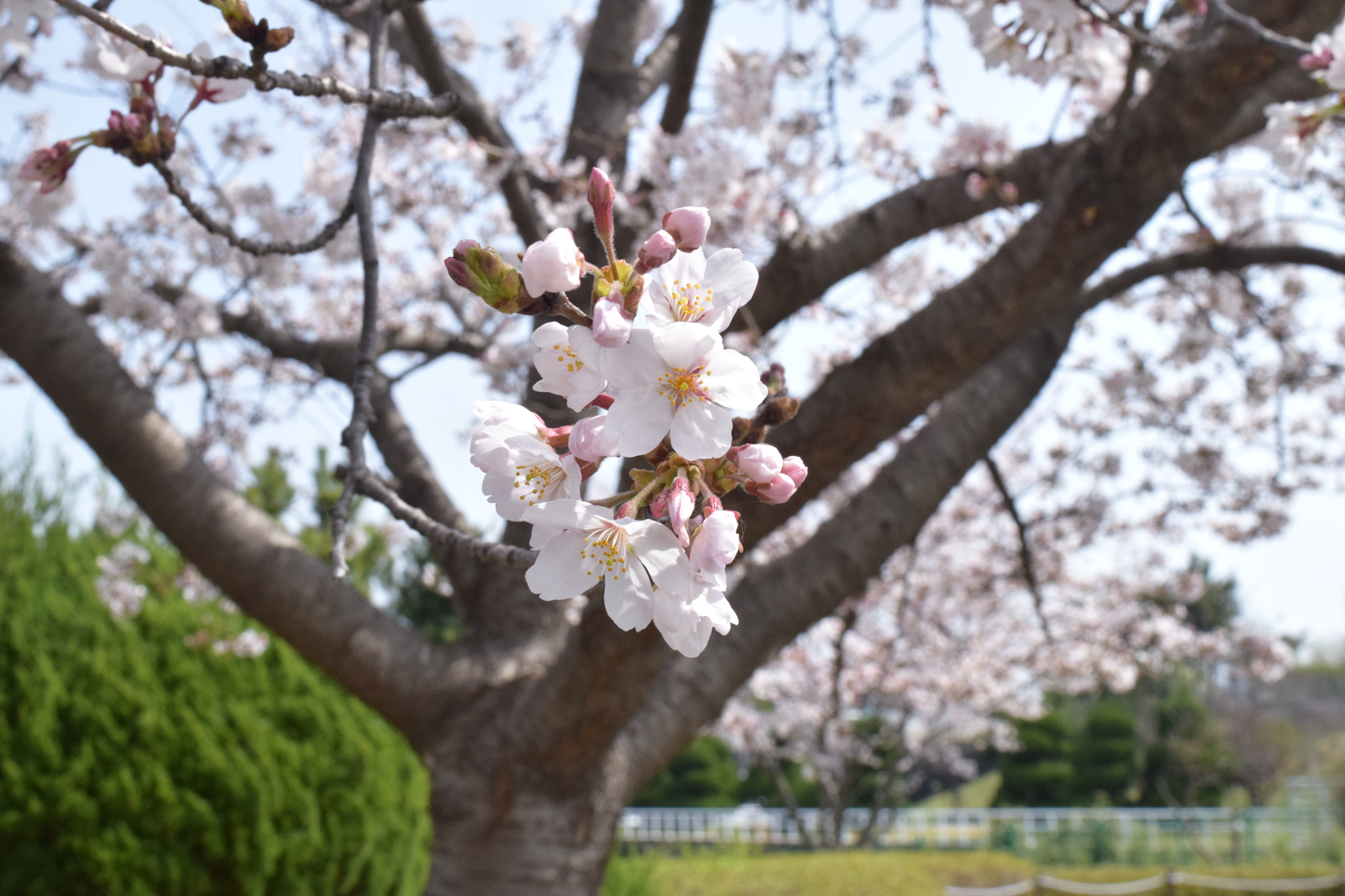 Nikon D5300 sample photo. Flower photography