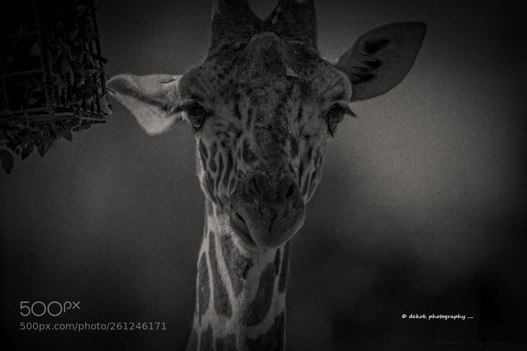Nikon D500 sample photo. Giraffe ... photography