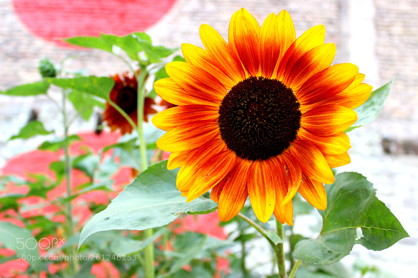 Canon EOS 600D (Rebel EOS T3i / EOS Kiss X5) sample photo. Sunflower photography