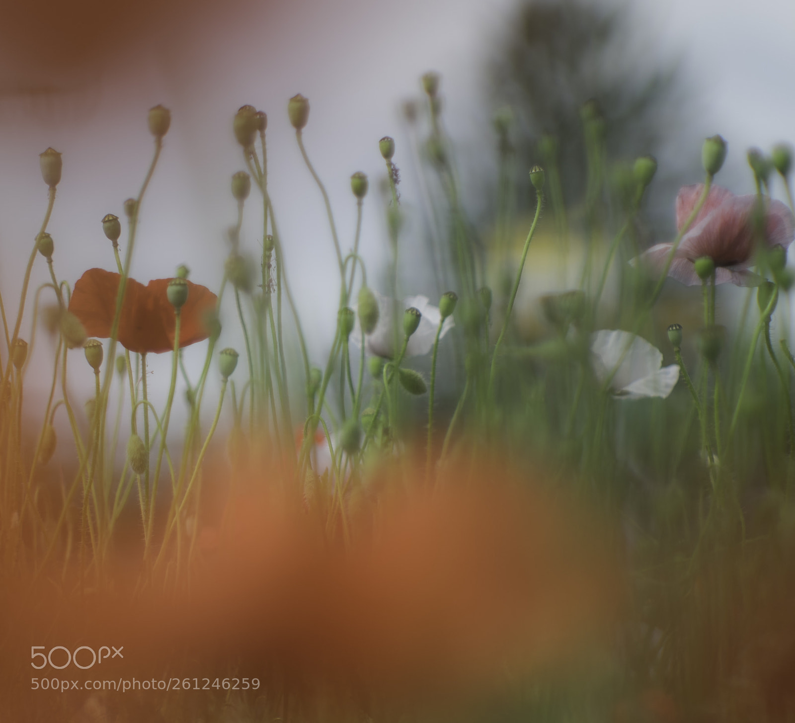 Fujifilm X-T1 sample photo. Diversity photography