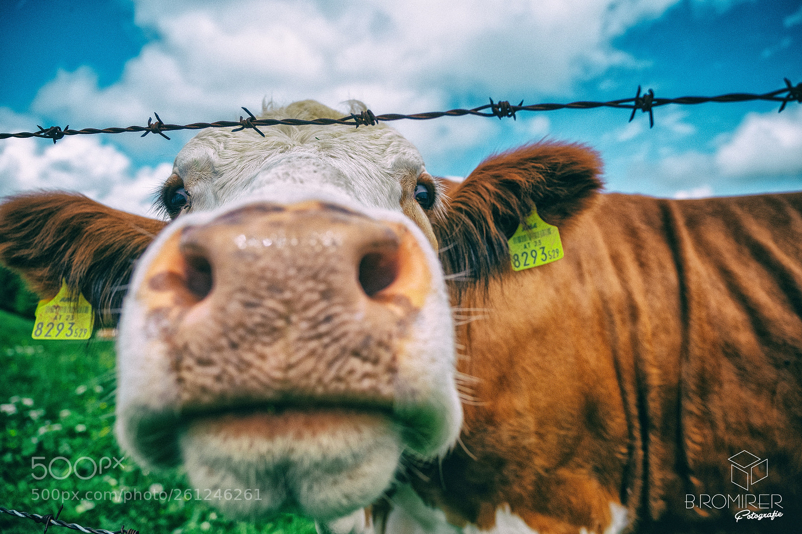 Fujifilm X-T2 sample photo. Cow photography