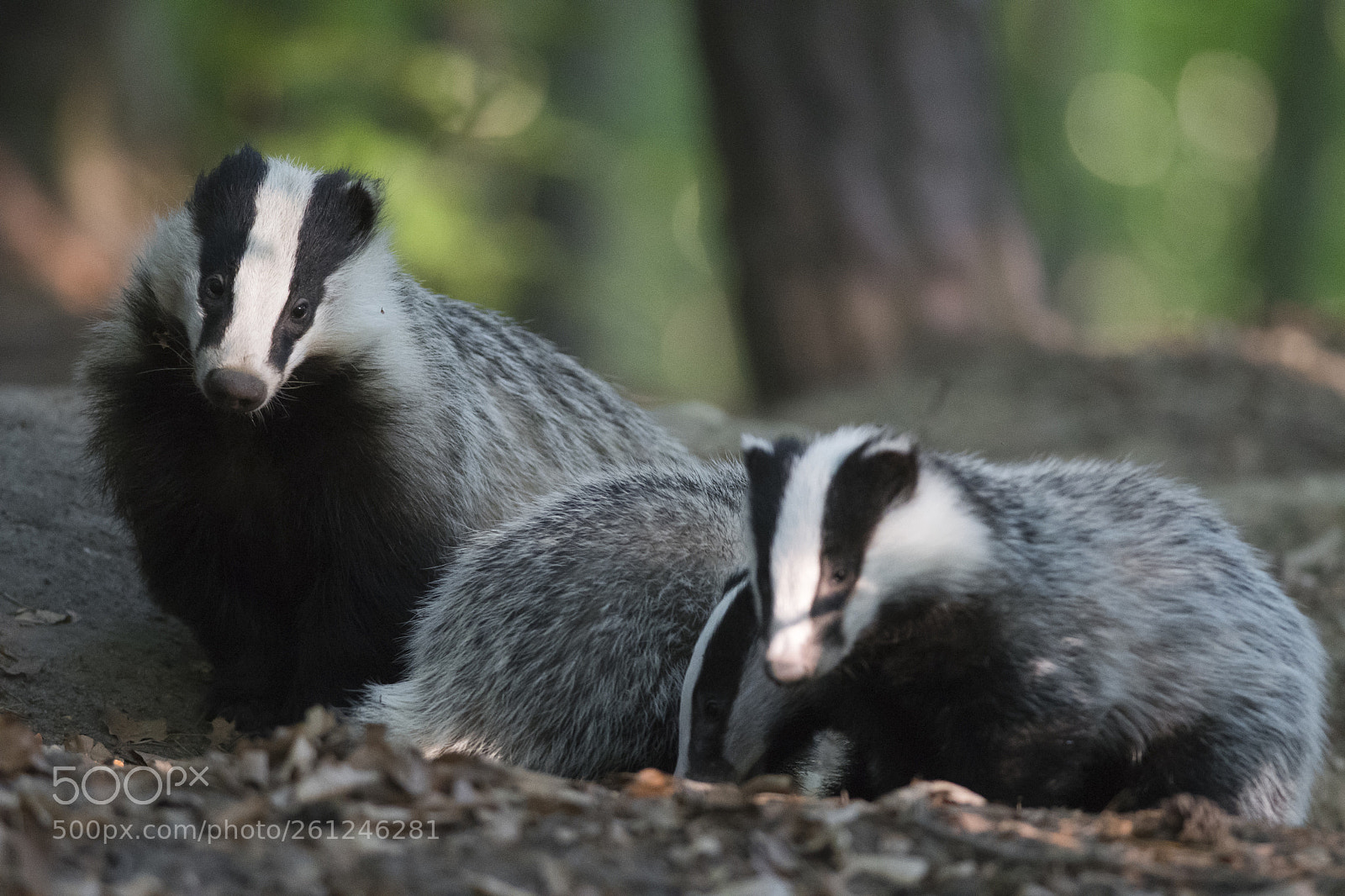 Nikon D500 sample photo. Badger family photography