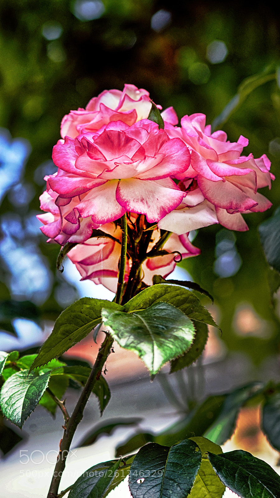 Sony a7 II sample photo. Rose photography