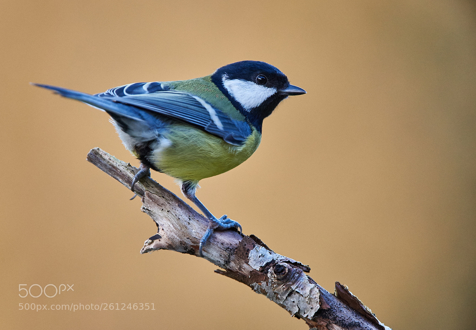 Nikon D3S sample photo. Great tit photography