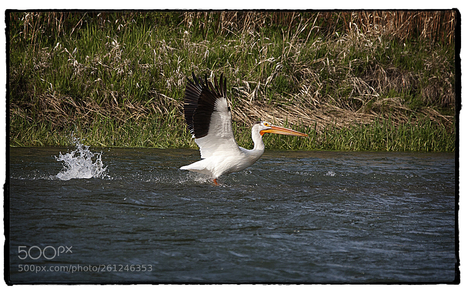 Canon EOS 40D sample photo. Pelican takes flight. photography