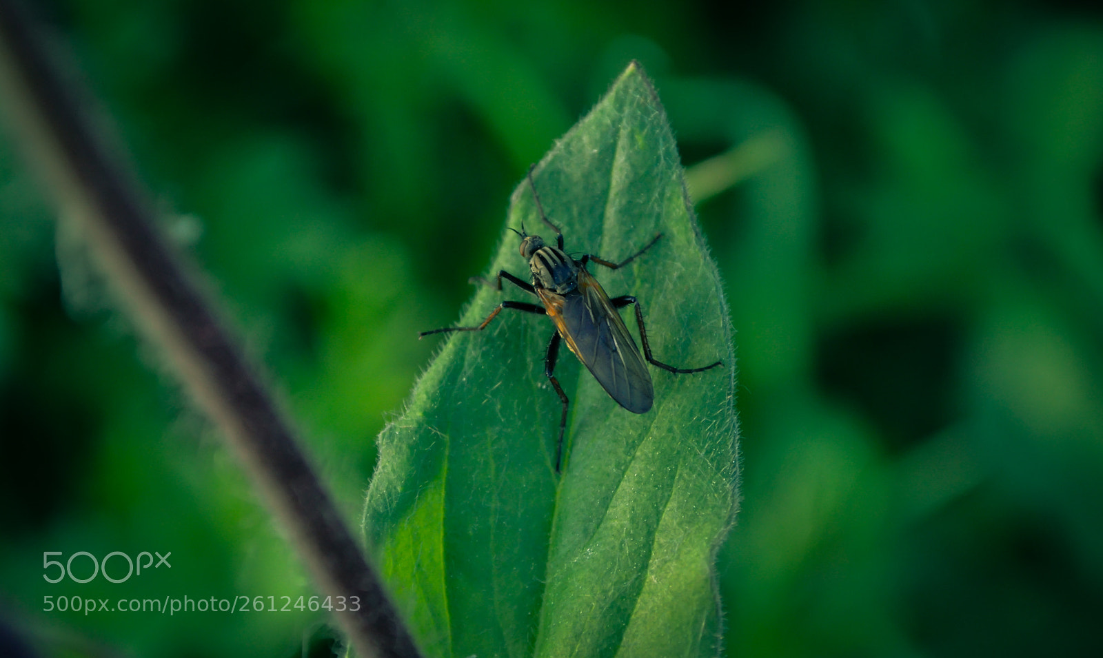 Nikon D3100 sample photo. Bug on the leaf photography