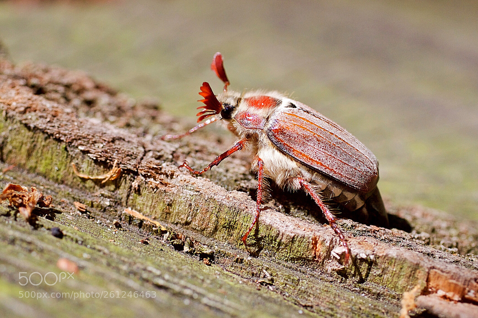 Canon EOS 7D sample photo. Melolontha melolontha - meikever photography