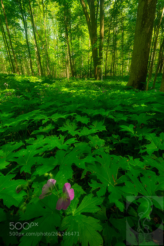 Nikon D800 sample photo. Emerald forest photography