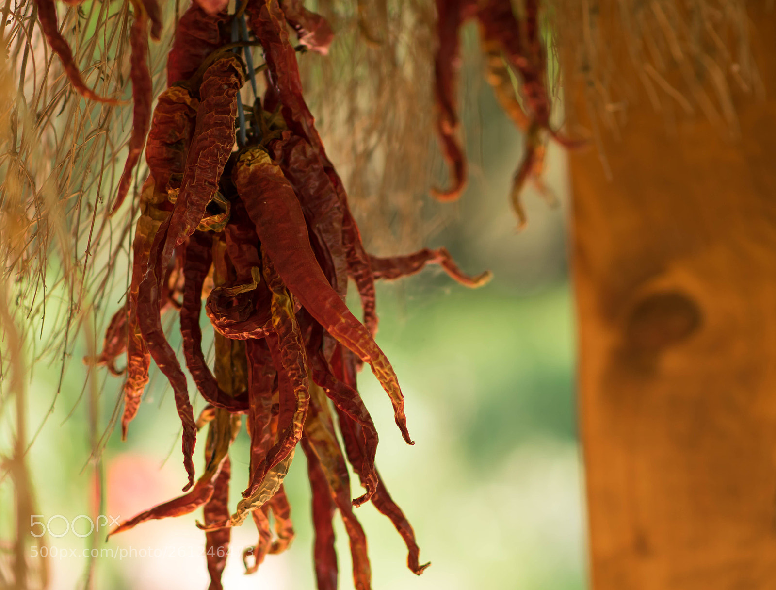 Nikon D5300 sample photo. Chilli peppers photography