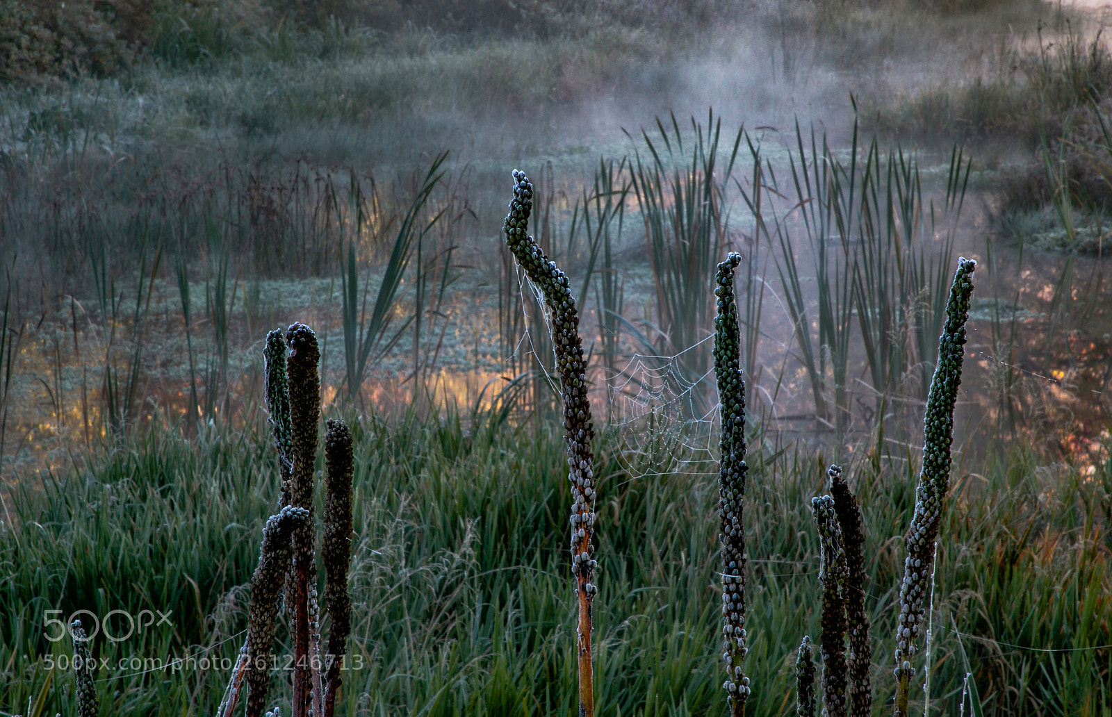 Canon EOS 7D Mark II sample photo. Frosty photography