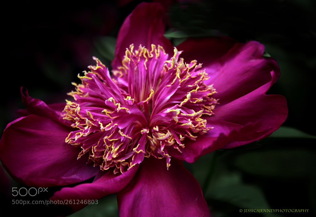 Canon EOS 600D (Rebel EOS T3i / EOS Kiss X5) sample photo. Peony present photography
