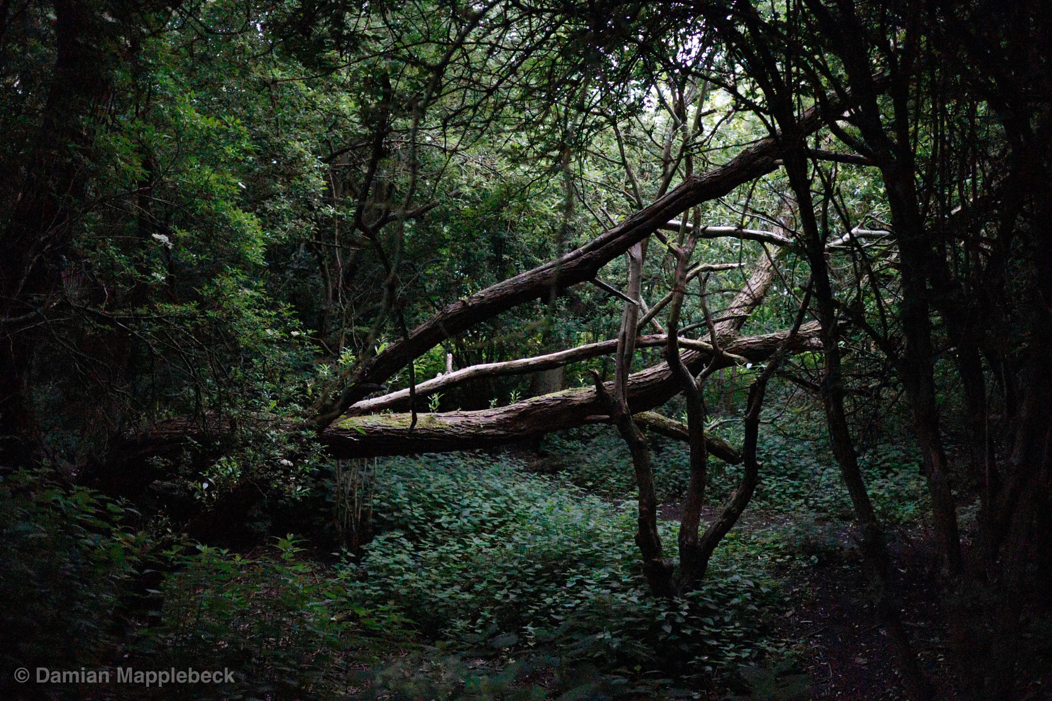 Canon EOS M50 (EOS Kiss M) sample photo. Fallen tree photography