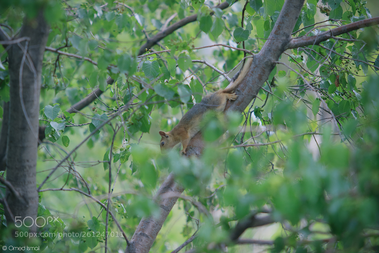 Canon EOS 600D (Rebel EOS T3i / EOS Kiss X5) sample photo. Squirrel 2 photography