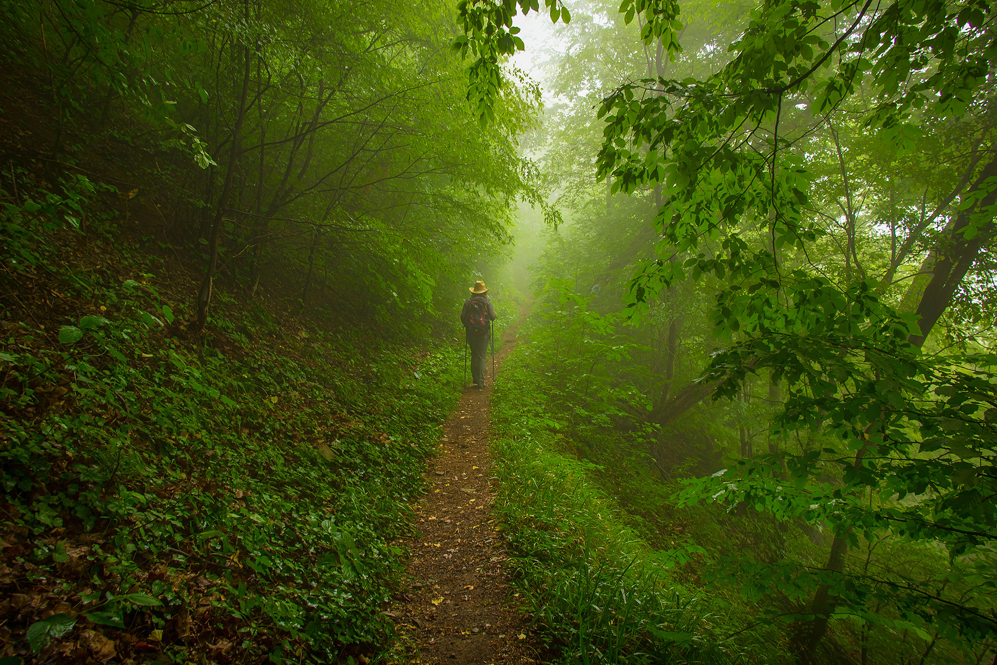 Sony Alpha NEX-C3 sample photo. Mountain forest photography