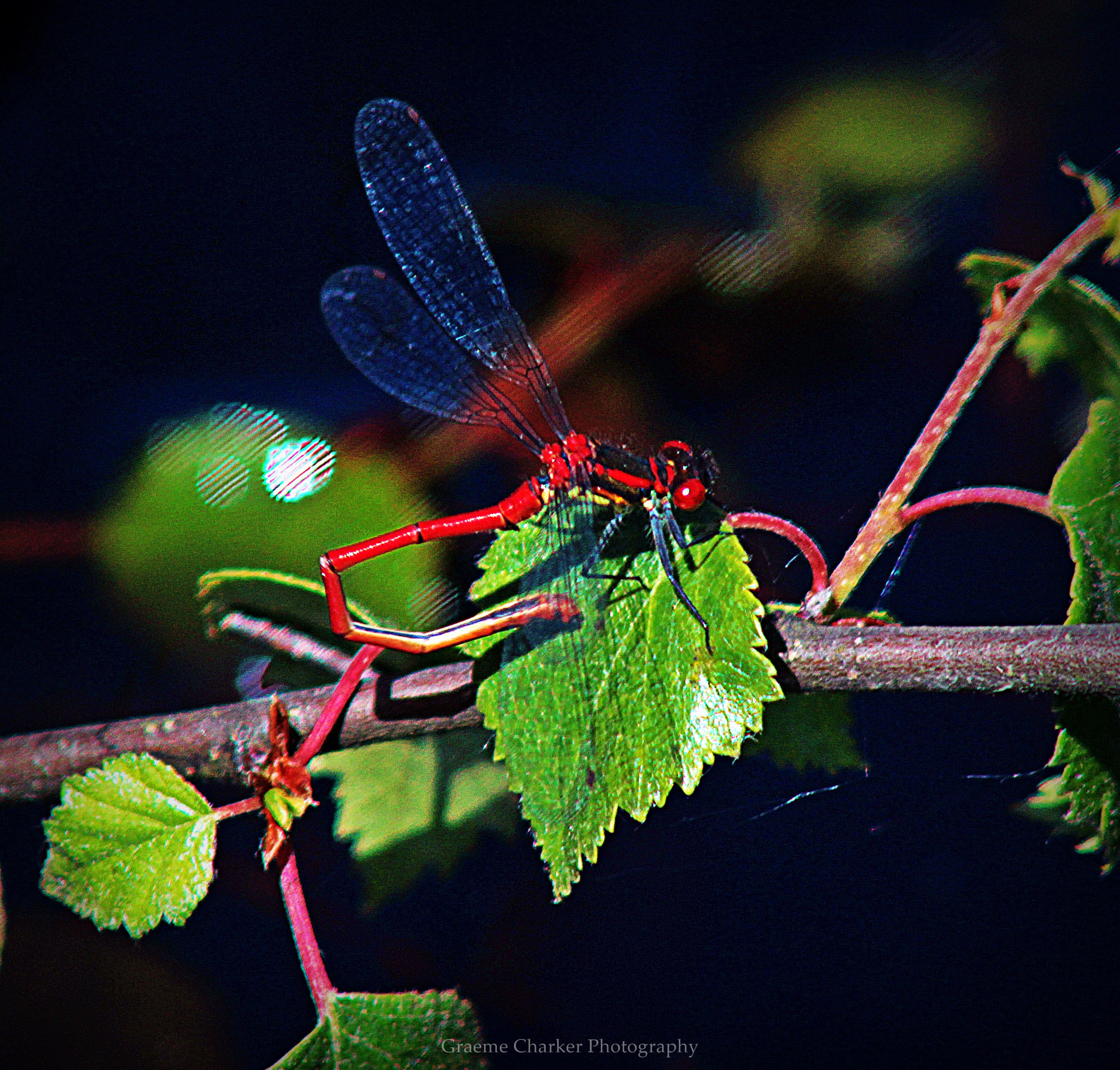 Canon EOS 100D (EOS Rebel SL1 / EOS Kiss X7) + Canon EF 75-300mm f/4-5.6 sample photo. Damselfly photography