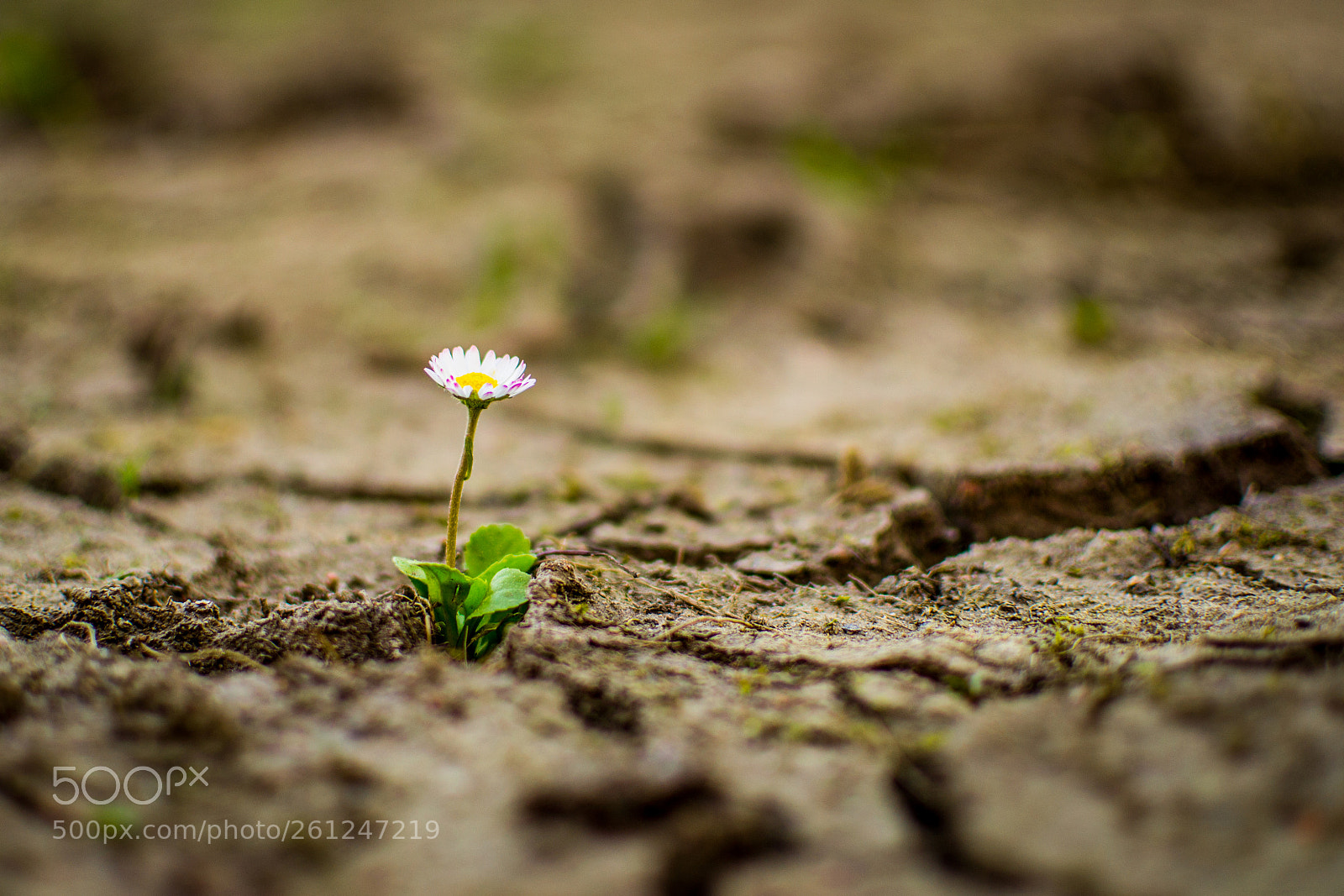 Nikon D3100 sample photo. Bellis perennis 2018 photography