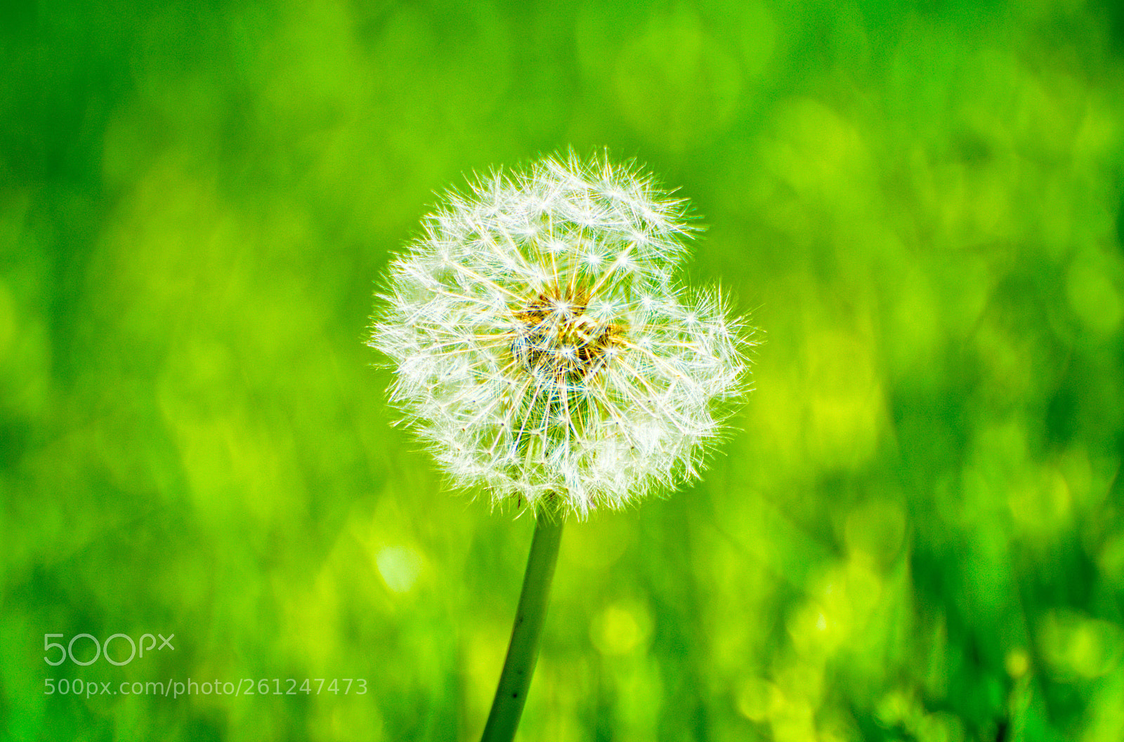 Nikon D5300 sample photo. Spring is here photography