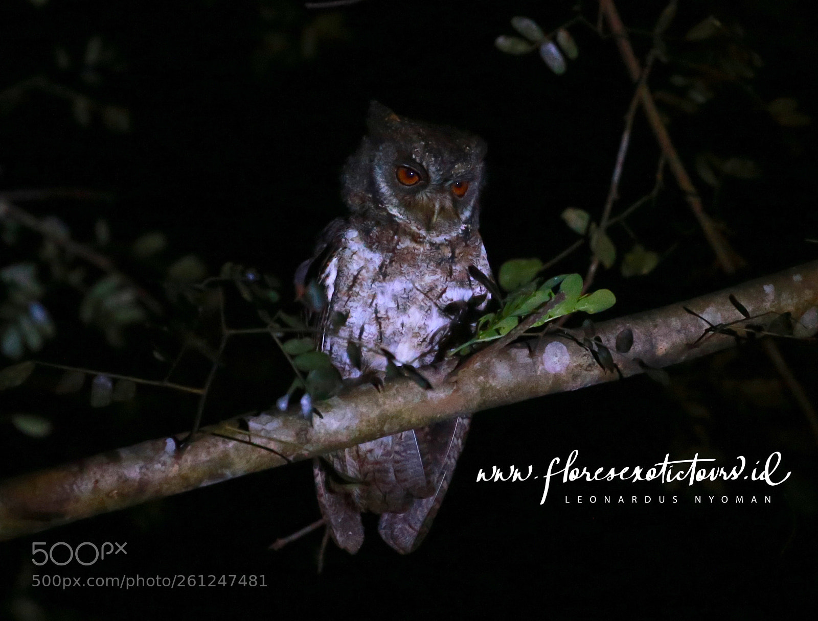 Canon EOS 6D sample photo. Moluccan scops owl otus photography