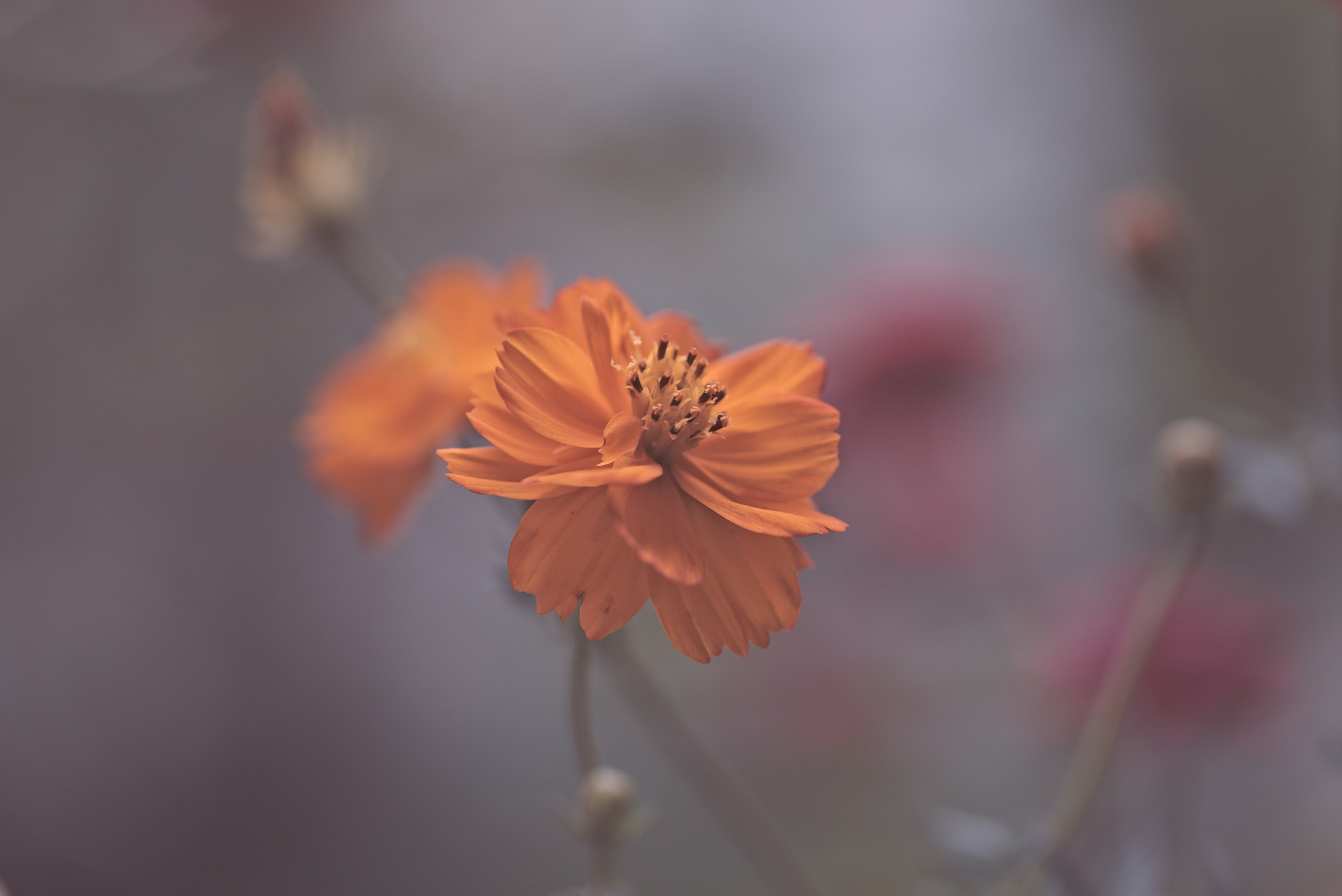 Canon EOS 6D + Canon EF 100mm F2.8L Macro IS USM sample photo. Cosmos photography