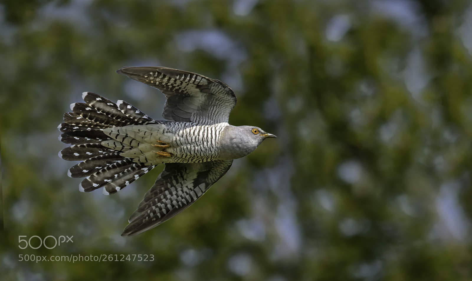 Nikon D500 sample photo. Cuckoo on exmoor. photography