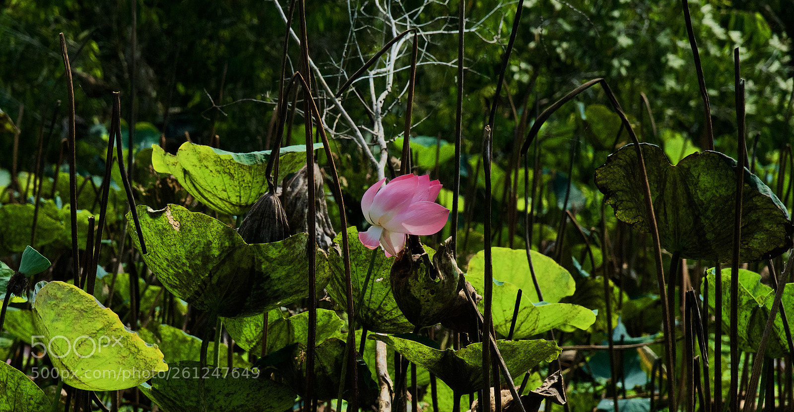 Sony a6300 sample photo. In the mekong delta photography