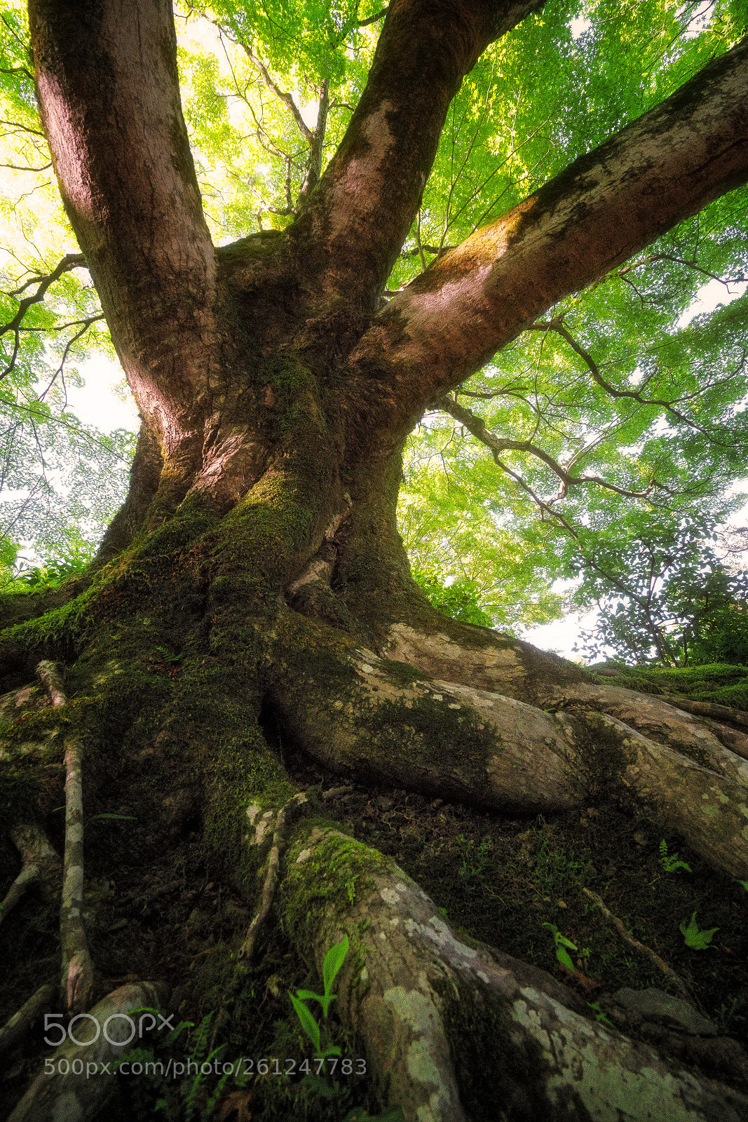 Sony a7R II sample photo. T-001 photography