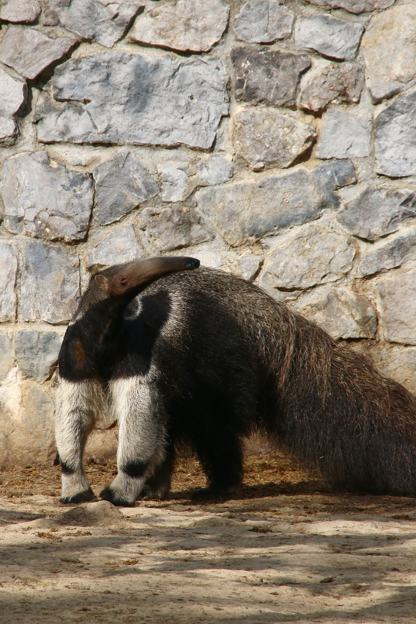 Canon EF 75-300mm F4.0-5.6 IS USM sample photo. Pairi daiza photography