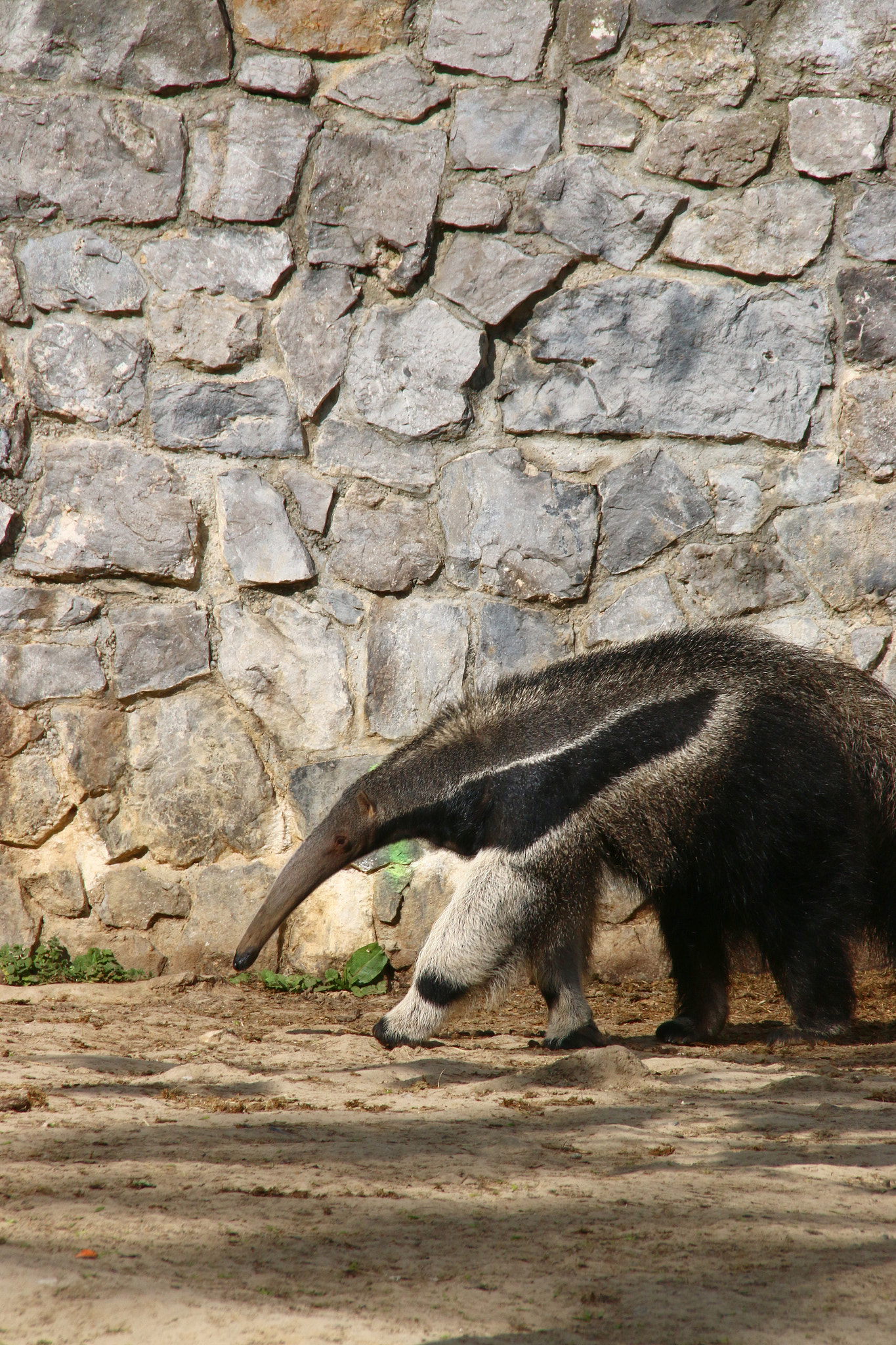 Canon EF 75-300mm F4.0-5.6 IS USM sample photo. Pairi daiza photography