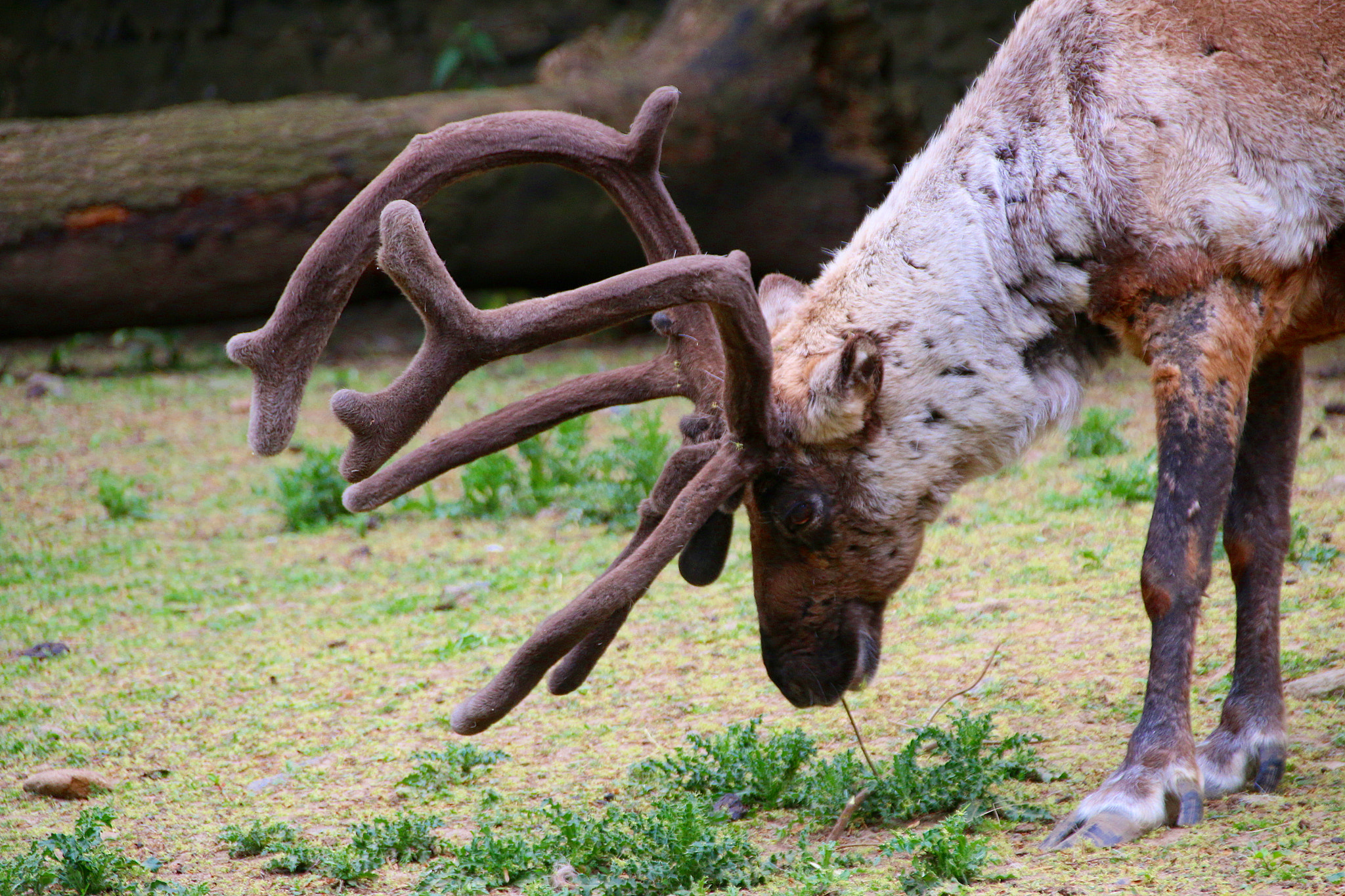 Canon EF 75-300mm F4.0-5.6 IS USM sample photo. Pairi daiza photography