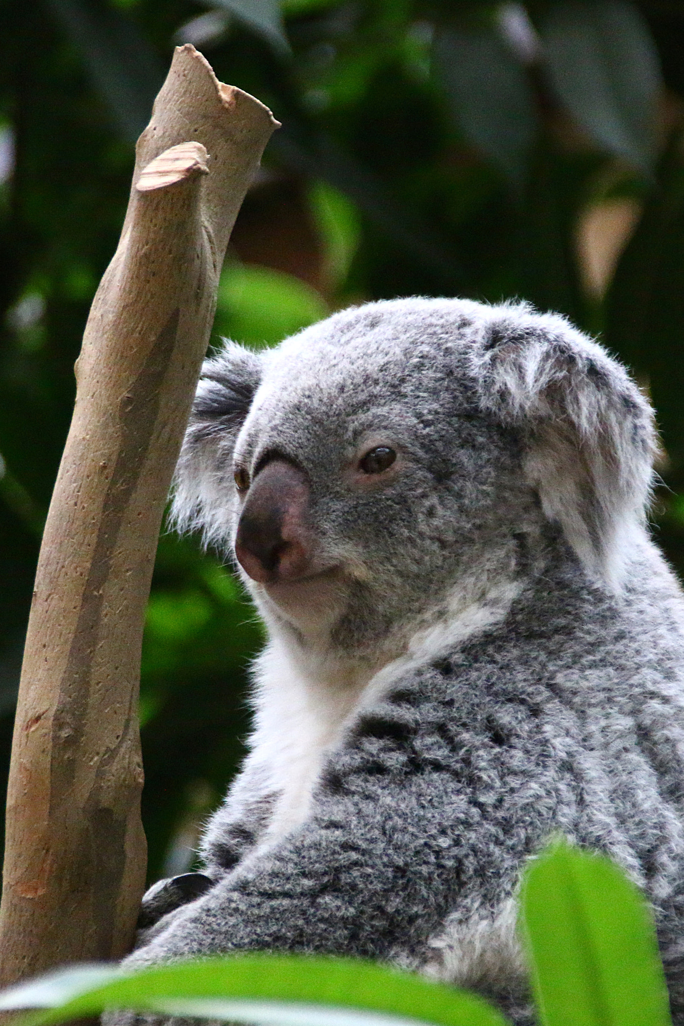 Canon EOS 70D + Canon EF 75-300mm F4.0-5.6 IS USM sample photo. Pairi daiza photography