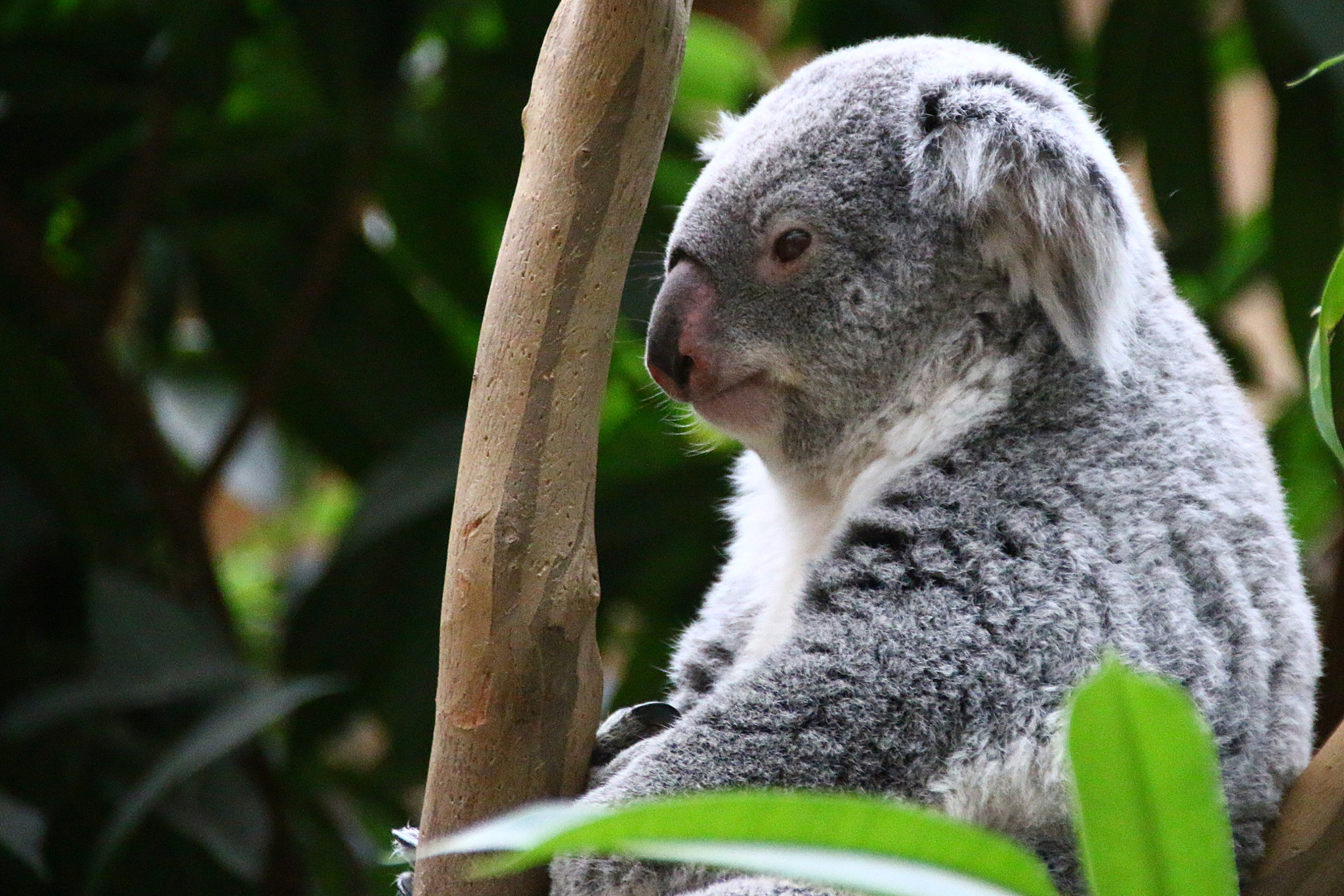 Canon EF 75-300mm F4.0-5.6 IS USM sample photo. Pairi daiza photography