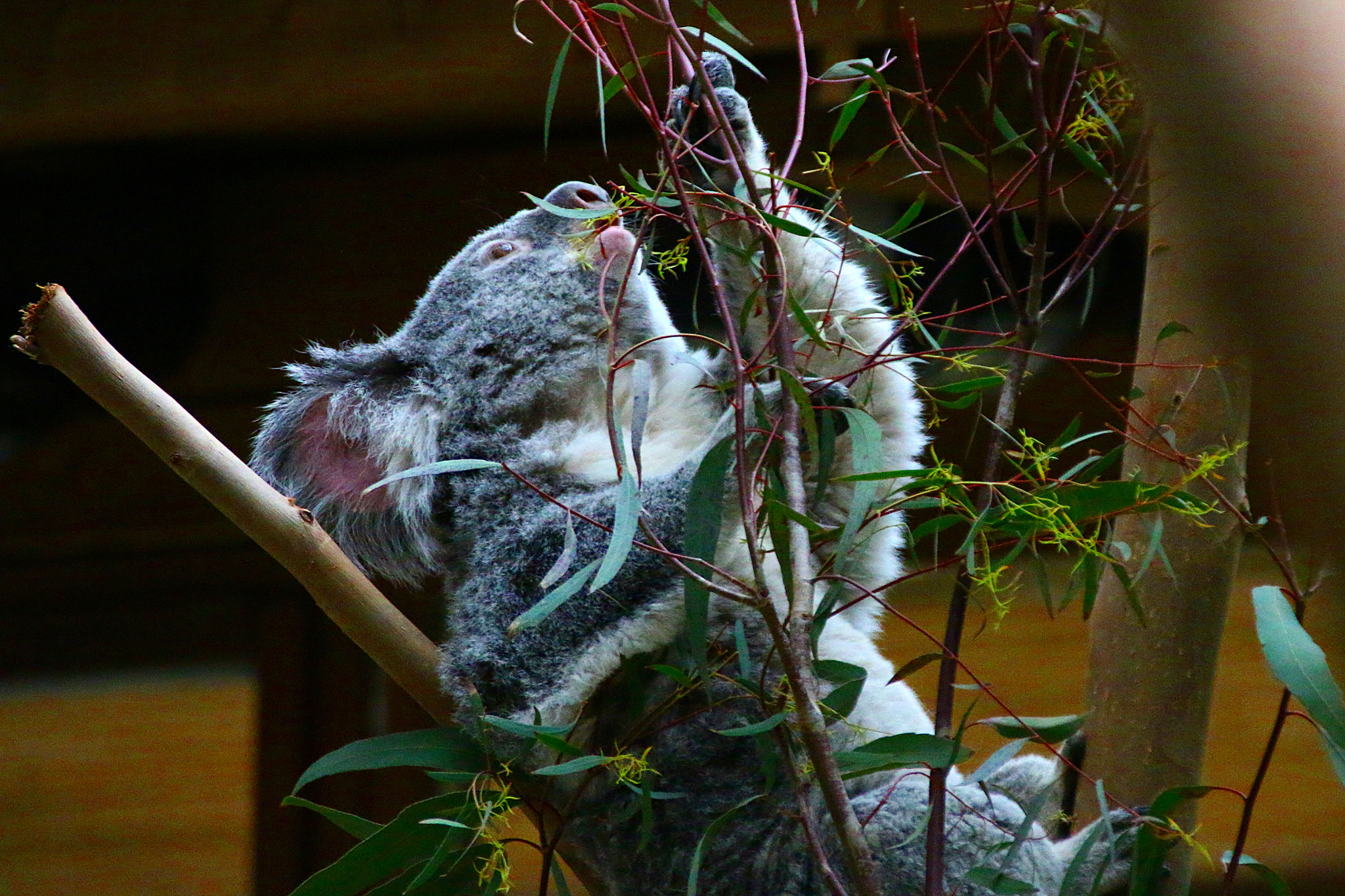 Canon EOS 70D + Canon EF 75-300mm F4.0-5.6 IS USM sample photo. Pairi daiza photography