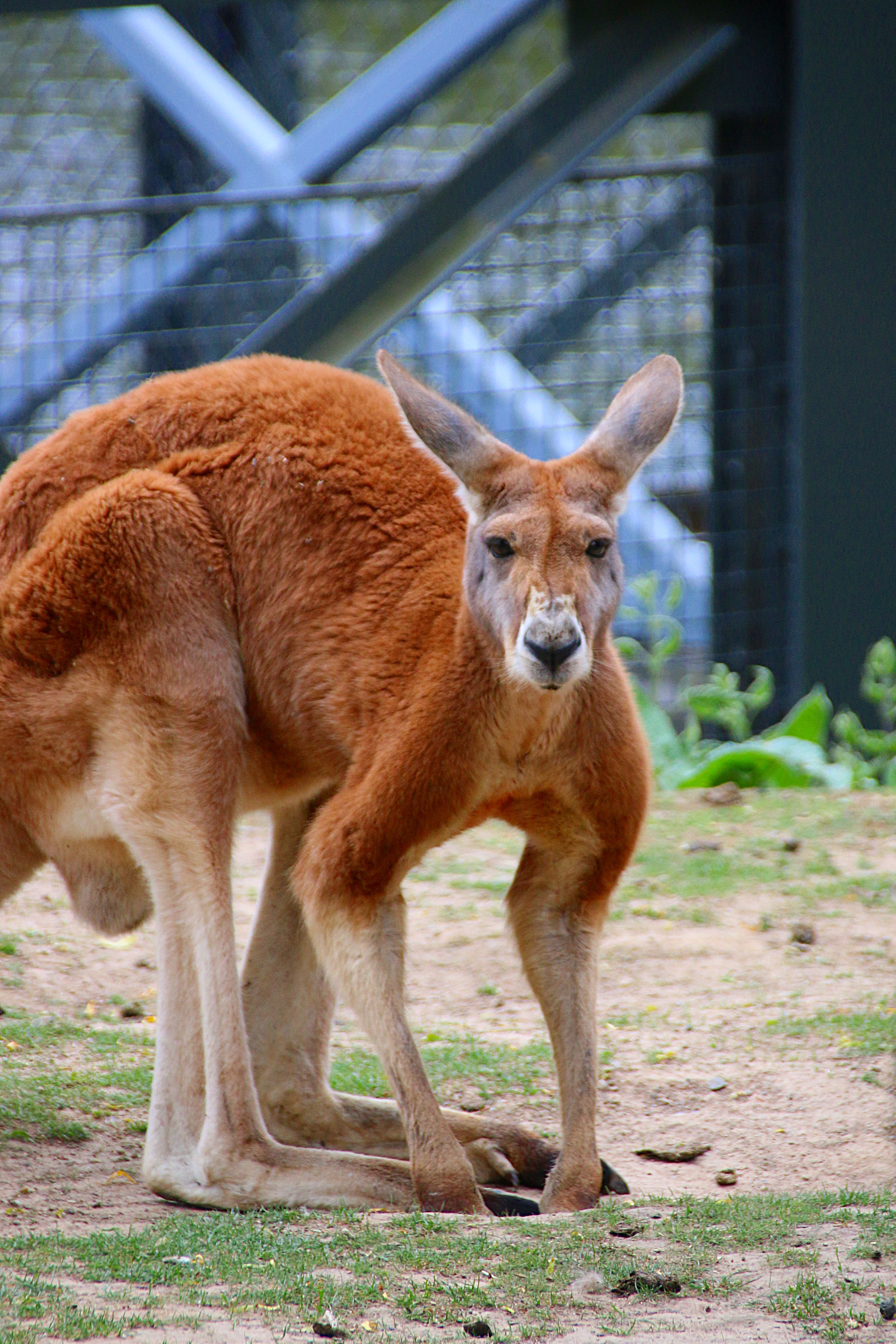 Canon EF 75-300mm F4.0-5.6 IS USM sample photo. Pairi daiza photography