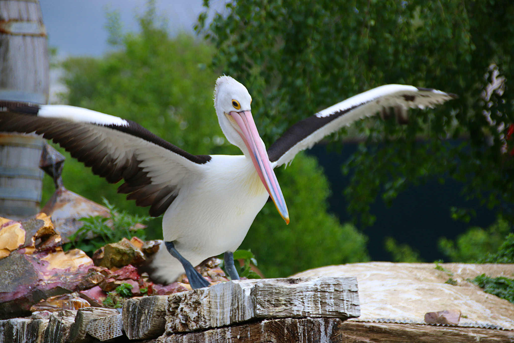 Canon EF 75-300mm F4.0-5.6 IS USM sample photo. Pairi daiza photography