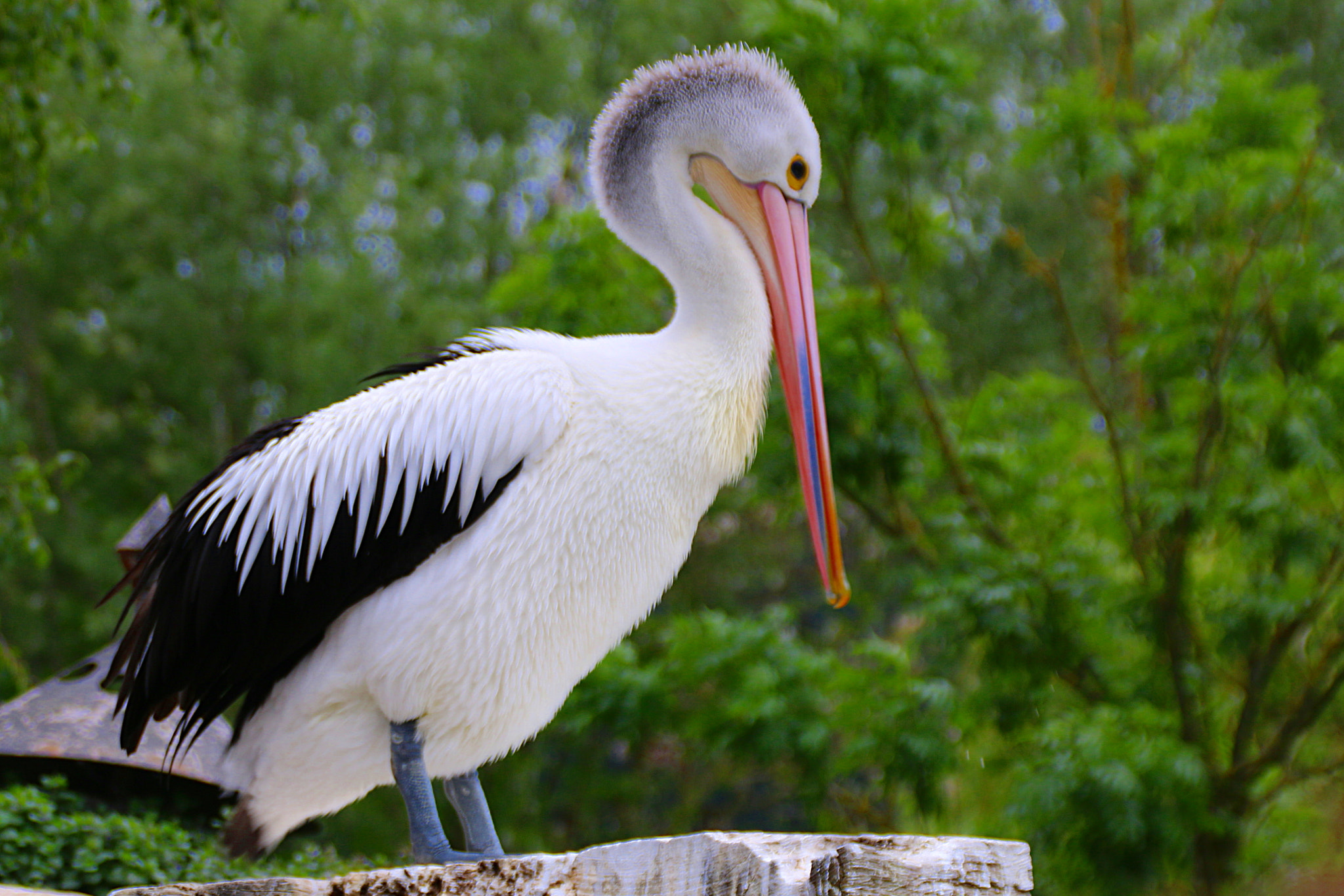 Canon EF 75-300mm F4.0-5.6 IS USM sample photo. Pairi daiza photography