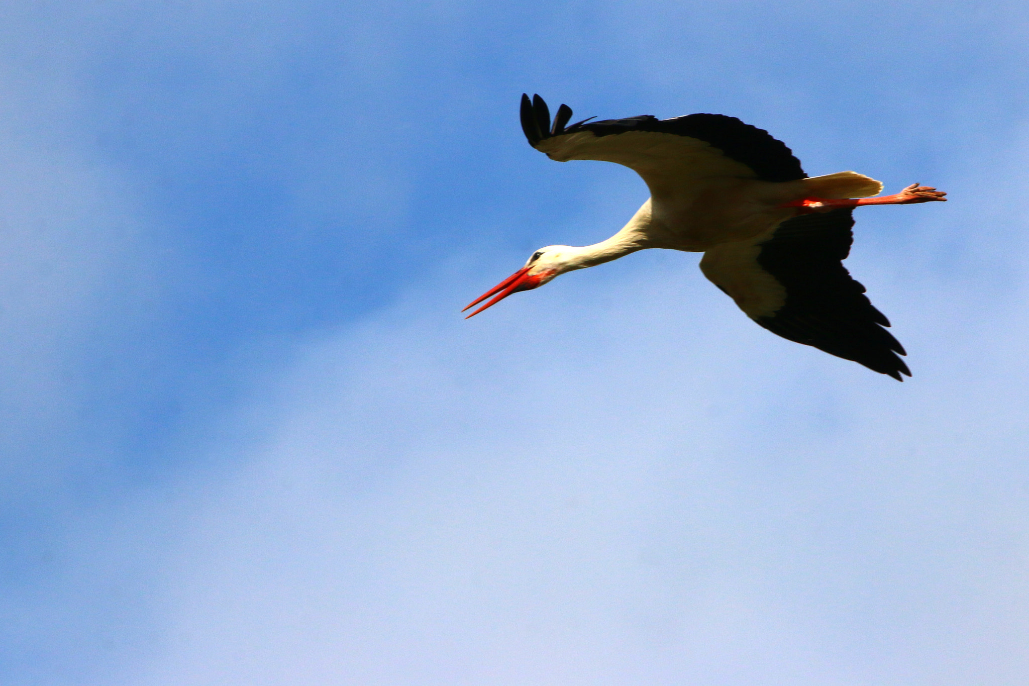 Canon EF 75-300mm F4.0-5.6 IS USM sample photo. Pairi daiza photography