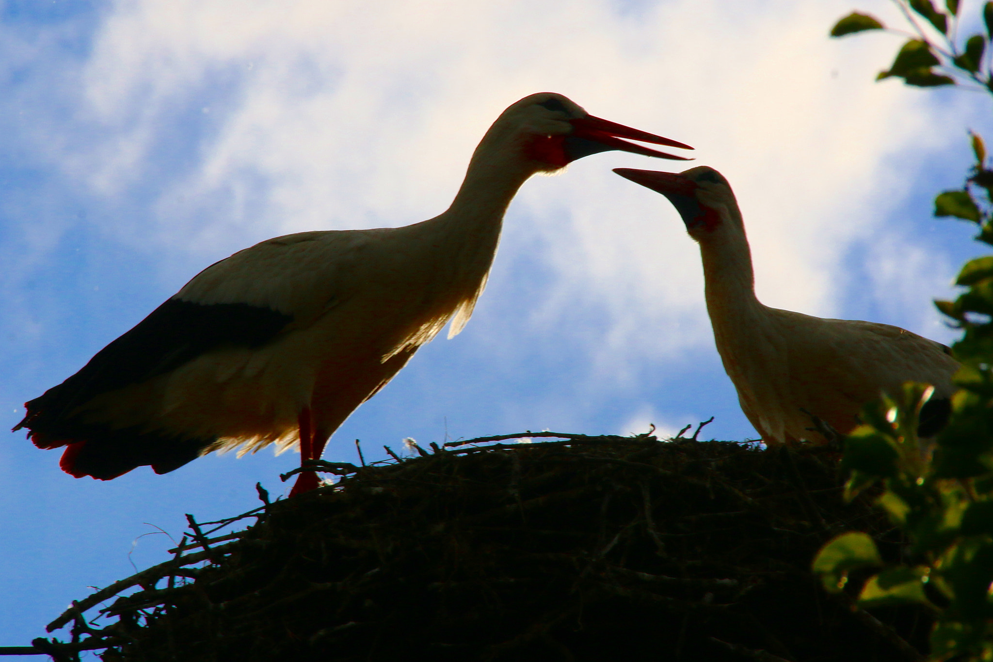 Canon EF 75-300mm F4.0-5.6 IS USM sample photo. Pairi daiza photography