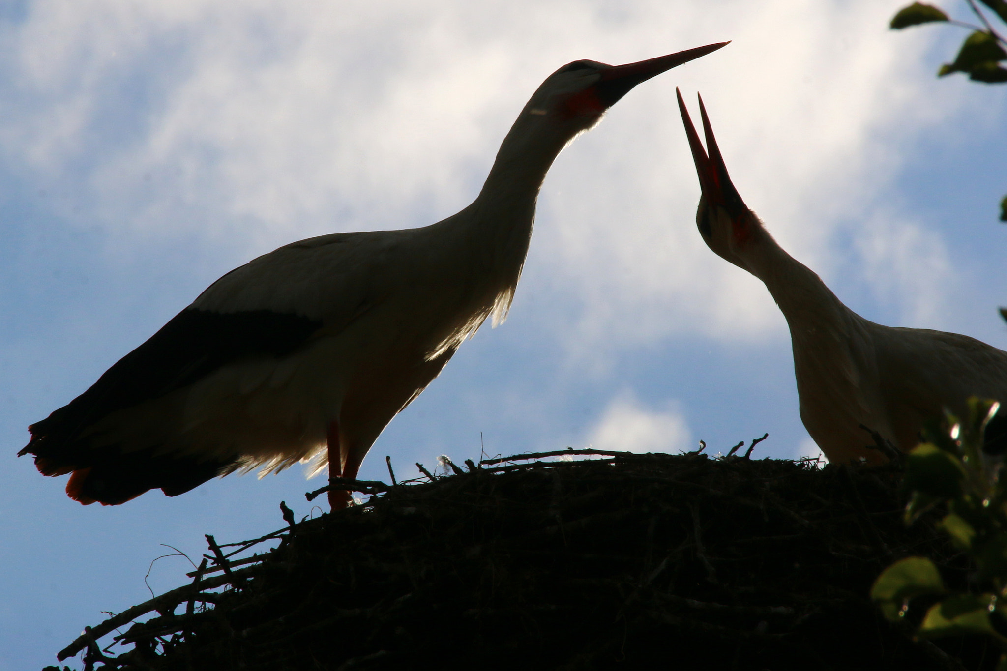 Canon EOS 70D + Canon EF 75-300mm F4.0-5.6 IS USM sample photo. Pairi daiza photography