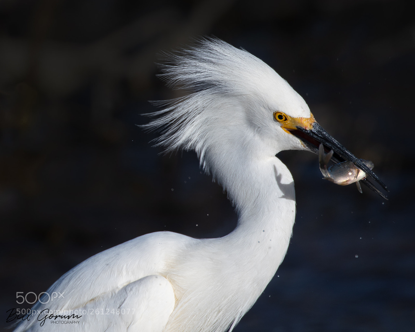 Nikon D500 sample photo. Snowy egret with a photography