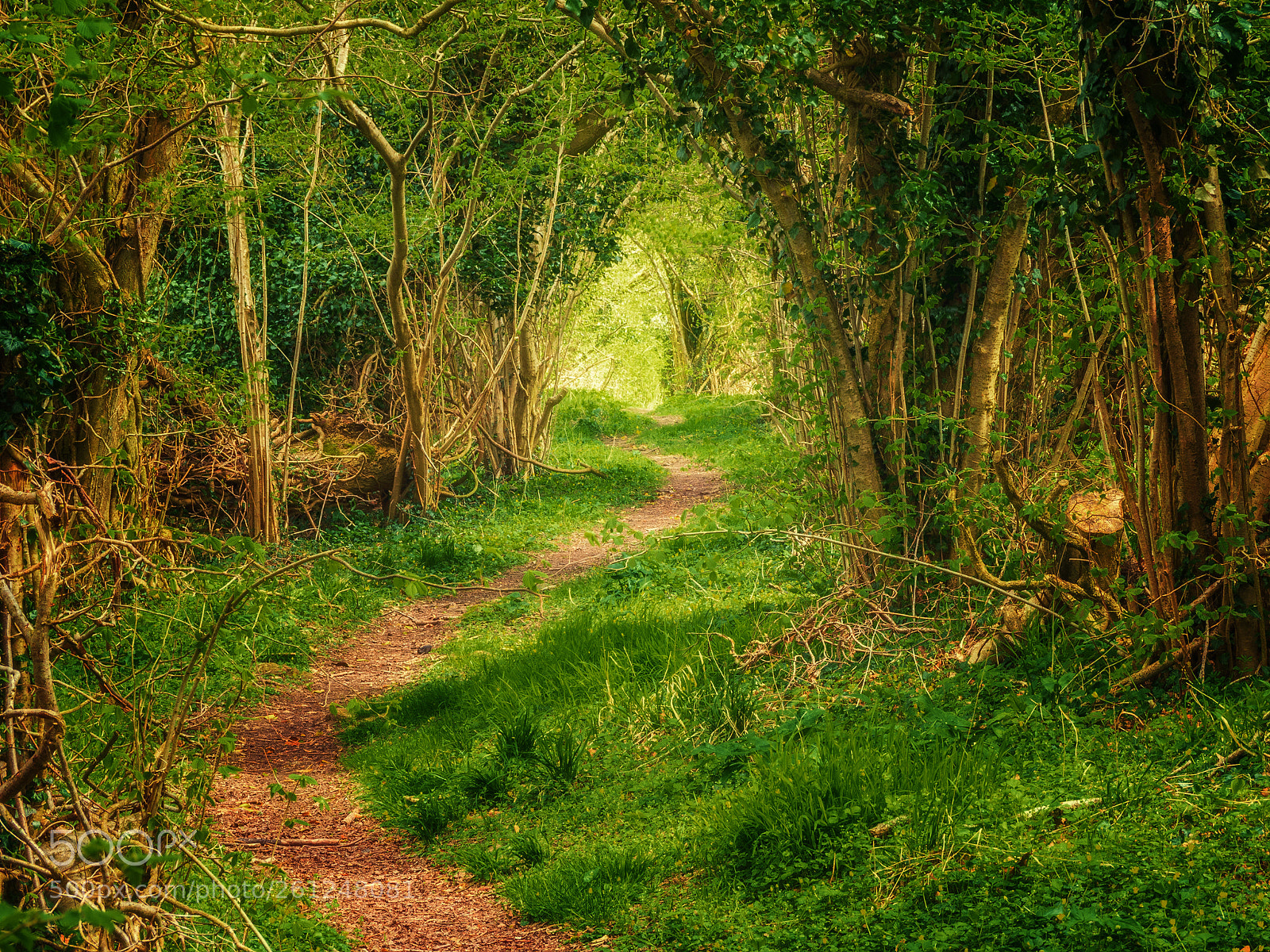 Panasonic Lumix DMC-GH3 sample photo. Knighton wood, wiltshire photography
