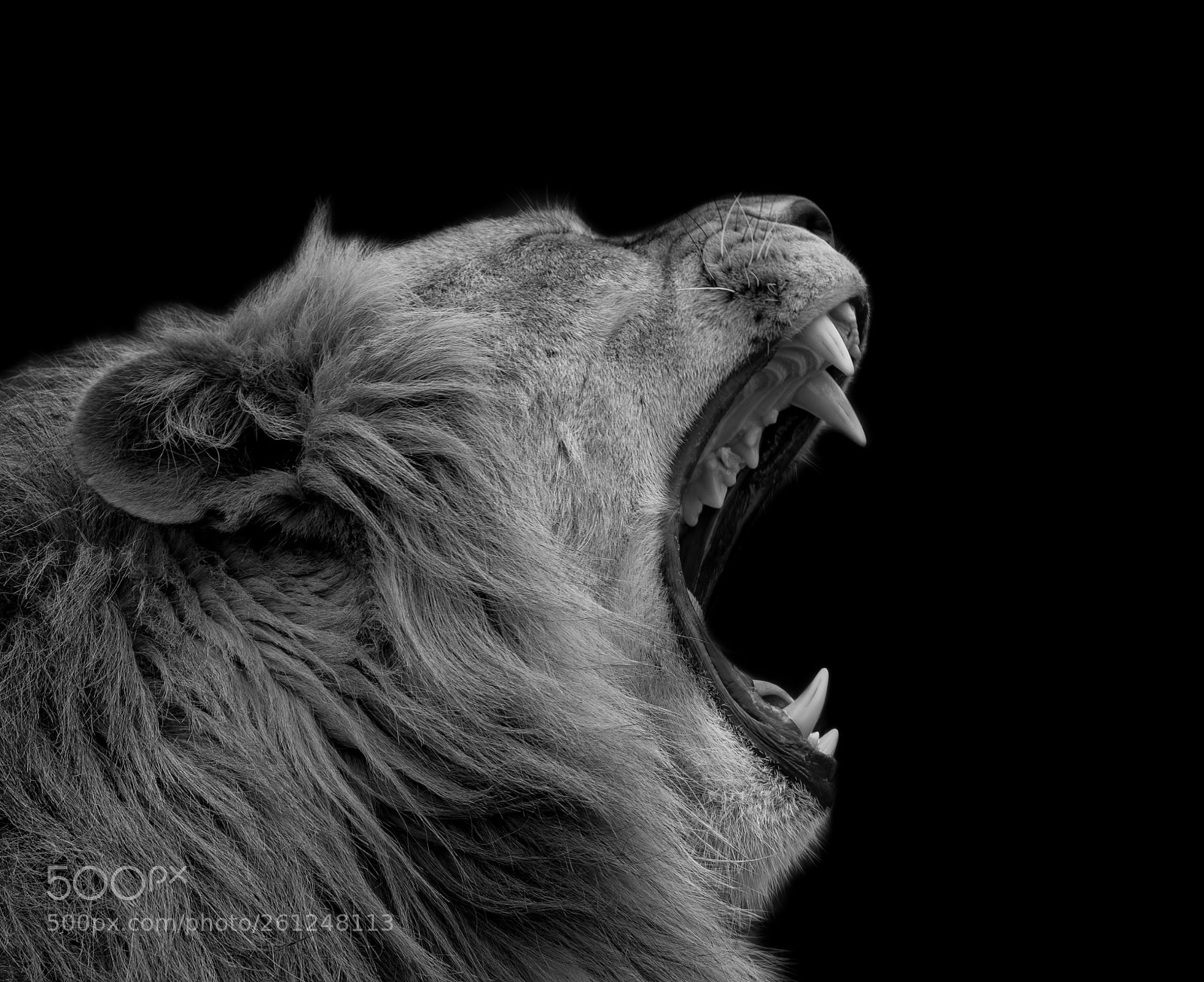 Canon EOS 7D Mark II sample photo. Lion b&w photography