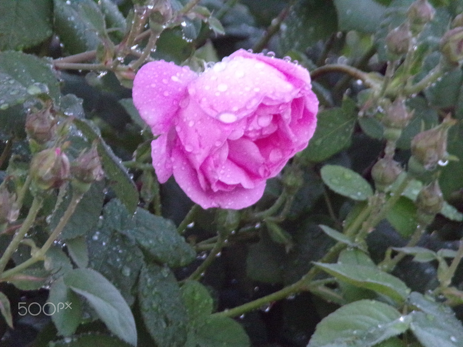 JK KODAK PIXPRO AZ401 sample photo. Morning dew photography