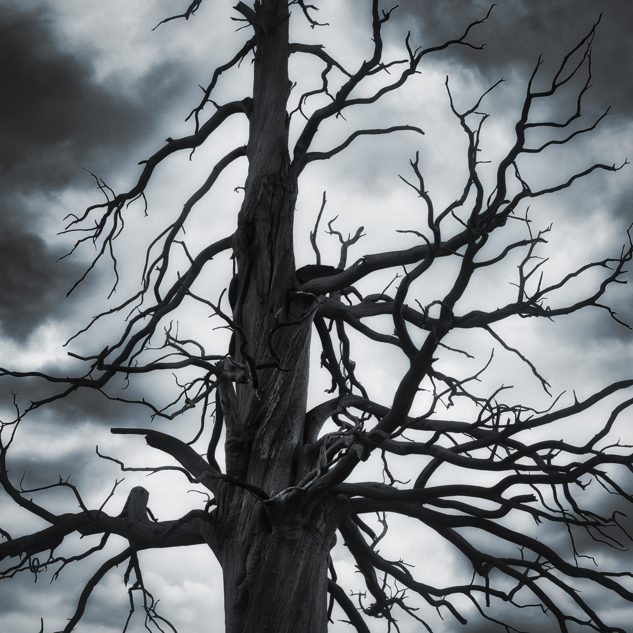 Fujifilm X-Pro1 sample photo. Dark tree photography