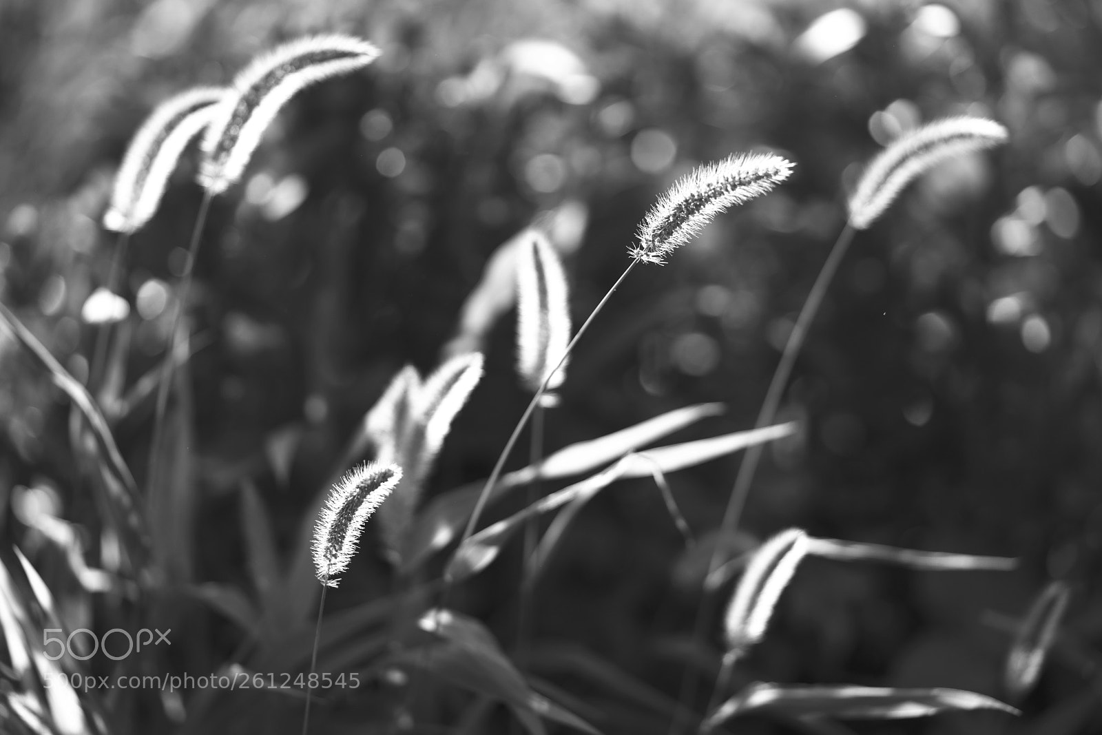 Sony a7R II sample photo. Green bristlegrass photography