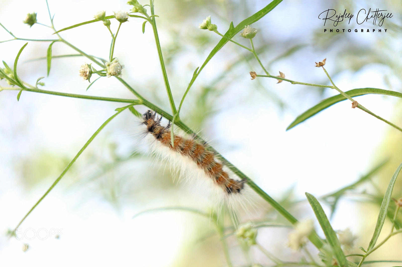 Canon EOS 200D (EOS Rebel SL2 / EOS Kiss X9) sample photo. Caterpillar photography