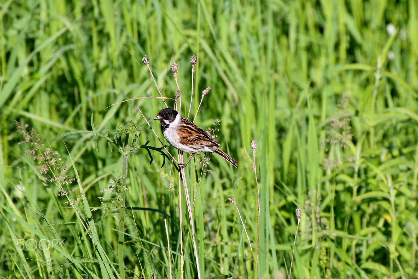 Tamron SP 35mm F1.8 Di VC USD sample photo. Reed bunting photography