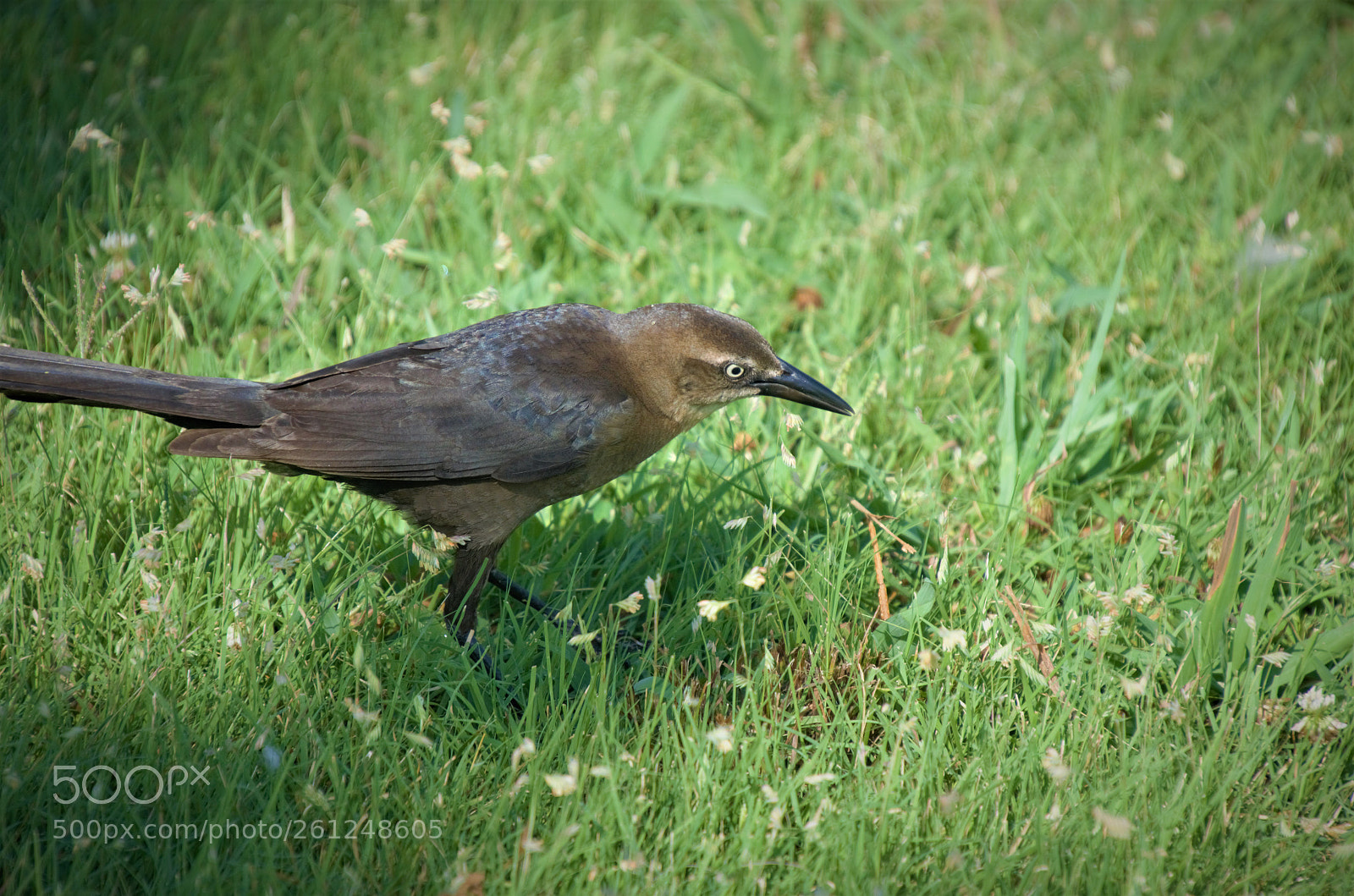 Nikon D5100 sample photo. Great tailed grackle photography