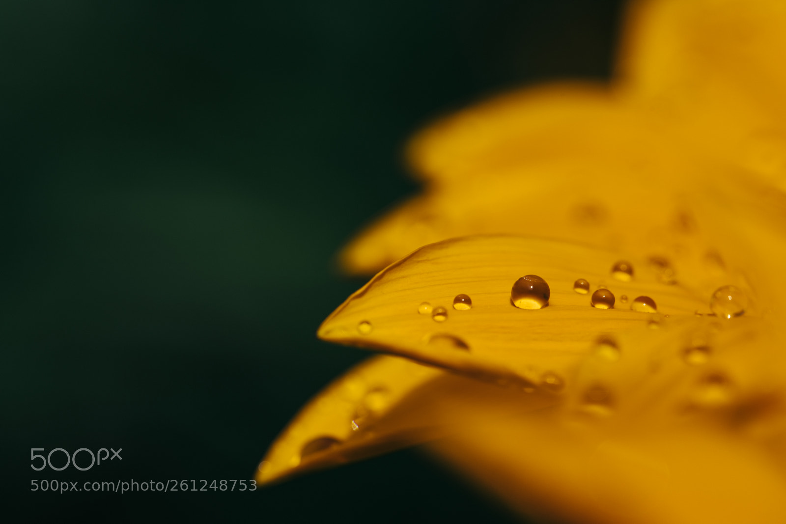 Canon EOS 6D Mark II sample photo. Pearldrops photography