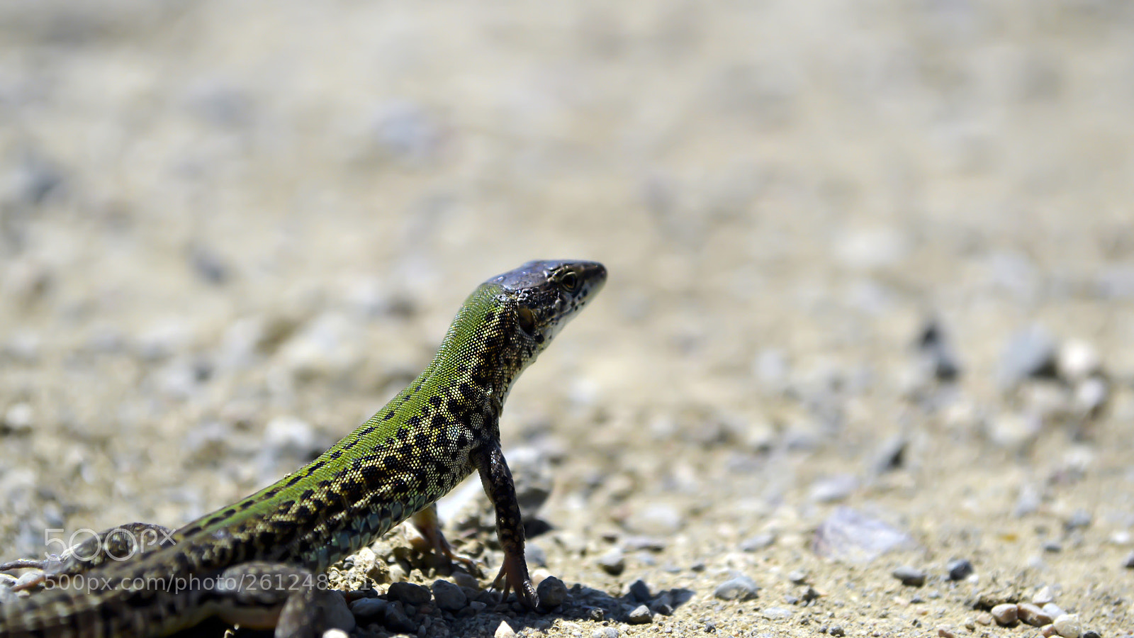 Nikon D3100 sample photo. Podarcis melisellensis photography